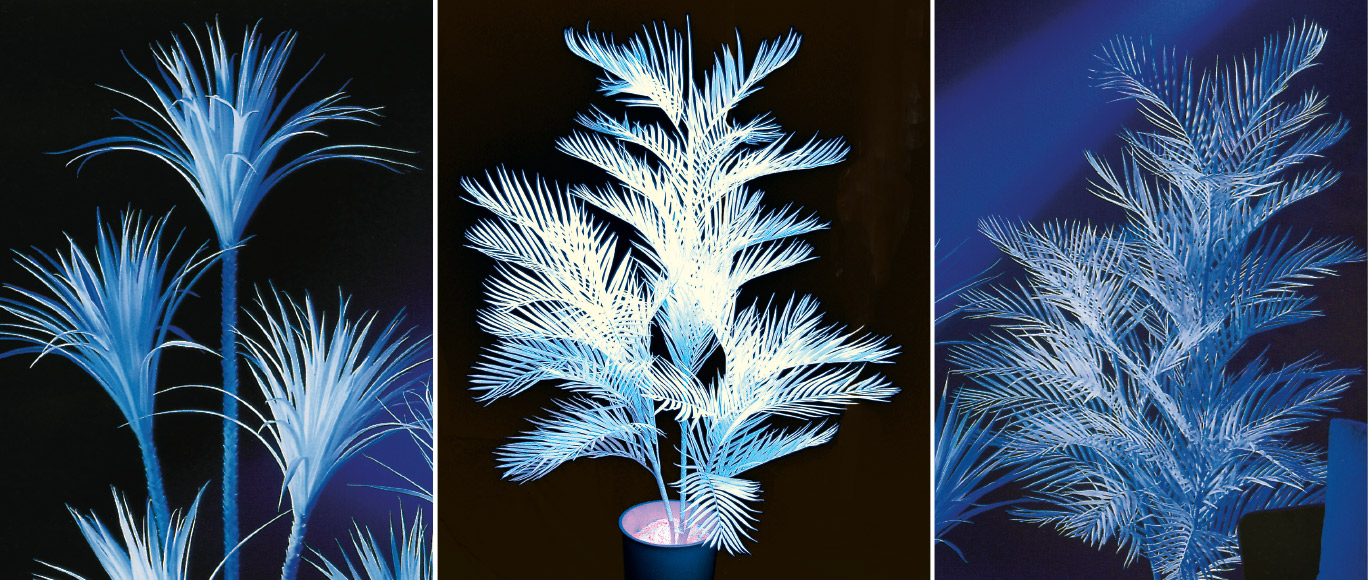 Plantes fluorescentes Image de titre