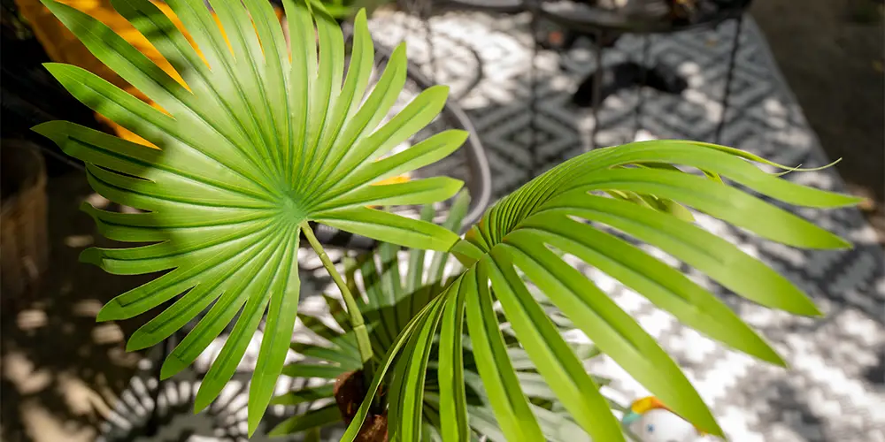 EUROPALMS atmosfera tropicale palme