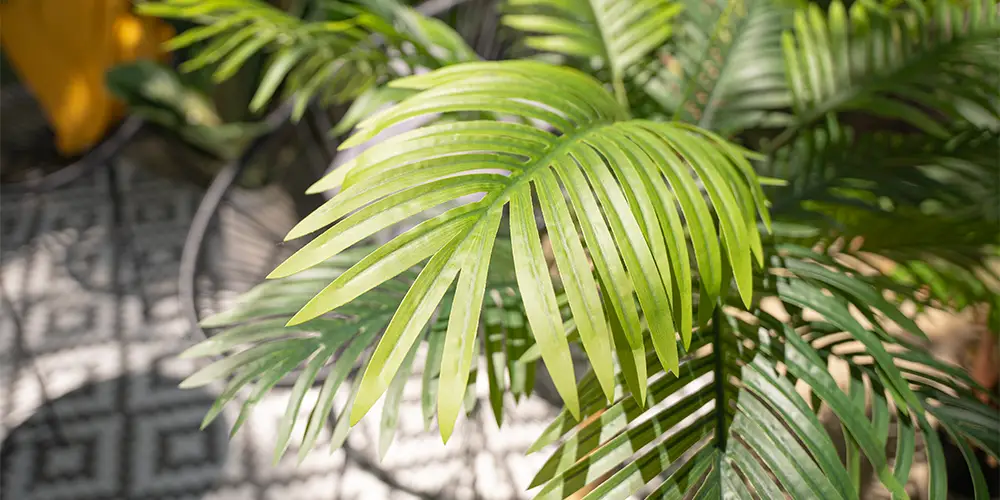 EUROPALMS atmosfera tropicale fitta giungla