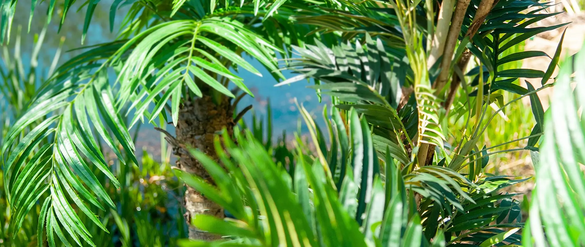 EUROPALMS atmosfera tropicale immagine principale