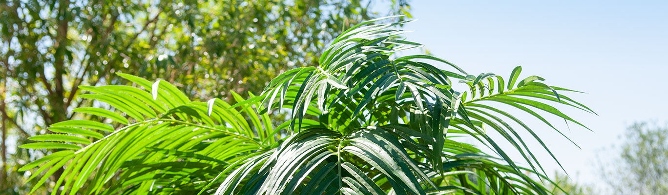 Europalms phoenix palm Luxor effect image